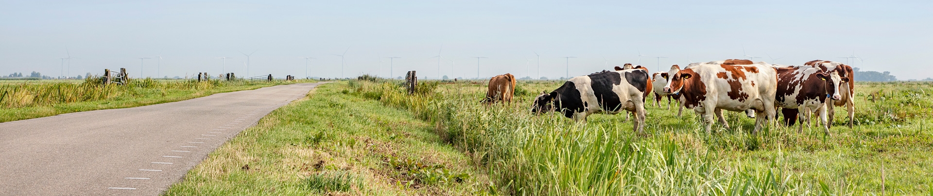 Verlaten landweg door de weilanden, een grazende kudde koeien in het veld in de polder